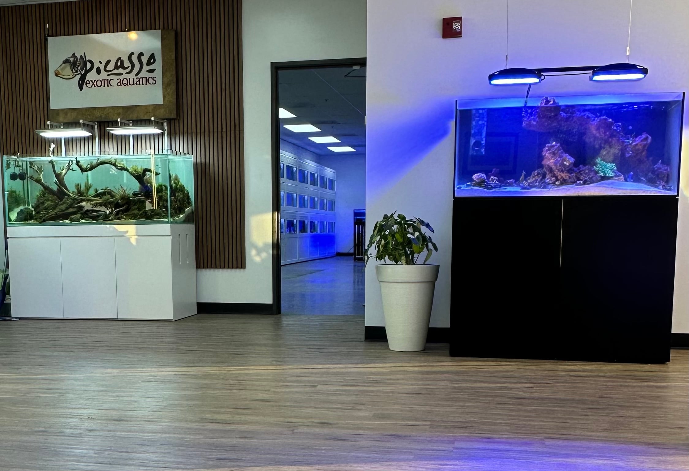 Commercial Aquarium Maintenance Services | Picasso Exotic Aquatics
