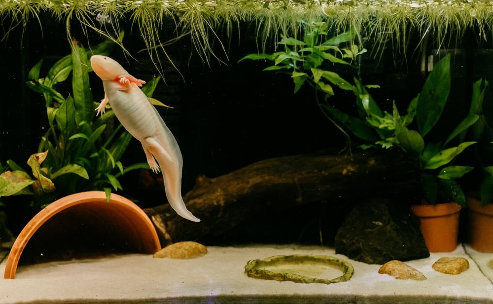 Axolotle Guide